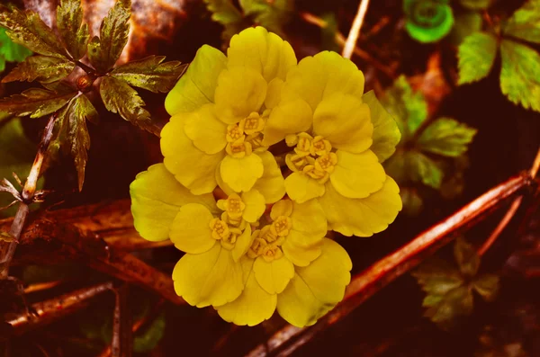 Flor de floresta desconhecida — Fotografia de Stock