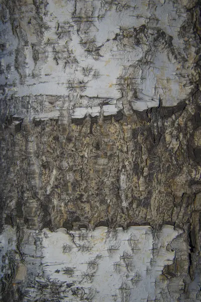 Textured background - birch bark — Stock Photo, Image