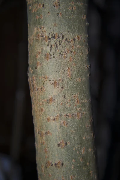 Salgueiro - close-up — Fotografia de Stock