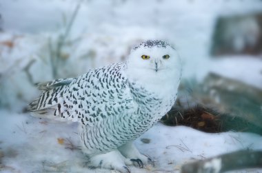 Snowy owl in the wild clipart