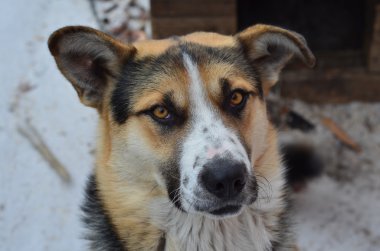 Köpek - Siberian dış yapraklar portresi