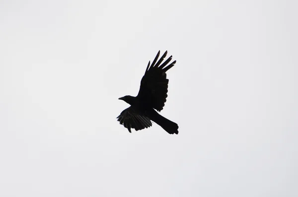 Силует літаючого ворона — стокове фото
