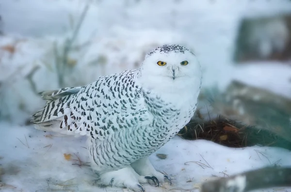 stock image Snowy owl in the wild