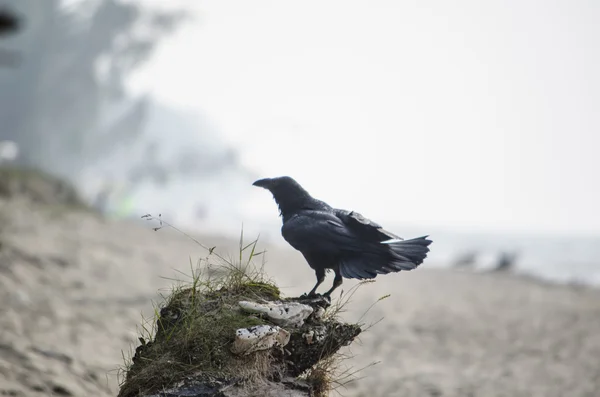 Чёрный ворон вестник смерти. — стоковое фото