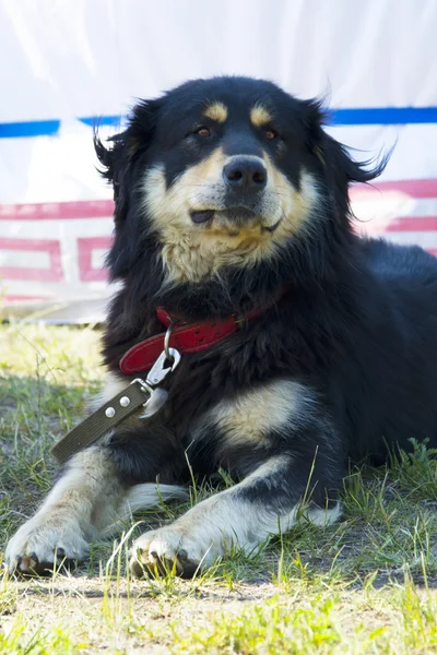 Порода собак "Хотошо" или бурятско-монгольский волкодав . — стоковое фото