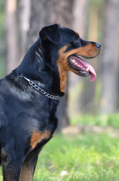 Cão de raça um Rottweiler — Fotografia de Stock