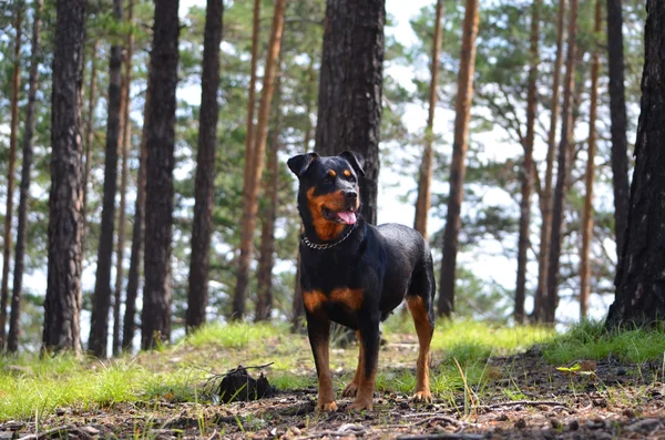 Hund av rasen en rottweiler — Stockfoto