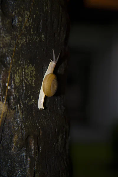 Lumaca strisciare su un albero — Foto Stock