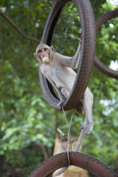 Rhésus macaque balançant sur une roue — Photo