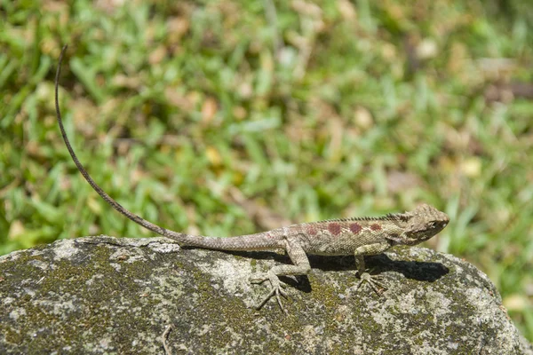 Most Thai lizard — Stock Photo, Image