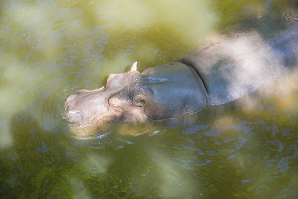 Un hipopótamo nada en el estanque — Foto de Stock