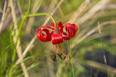 Çiçek - Saranka orman.    