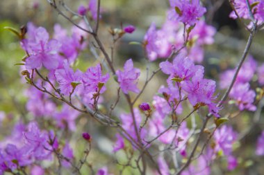 Vahşi orman çalı, Ledum.   