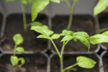 Genç domates fidesi