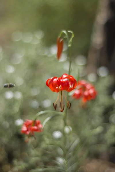Kwiat - las Saranka. — Zdjęcie stockowe