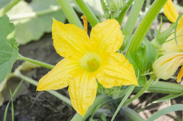 Velký, žlutý květ cukety. — Stock fotografie