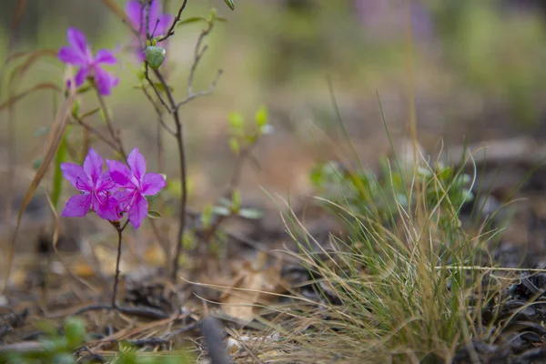 Arbusto da floresta selvagem, Ledum . — Fotografia de Stock