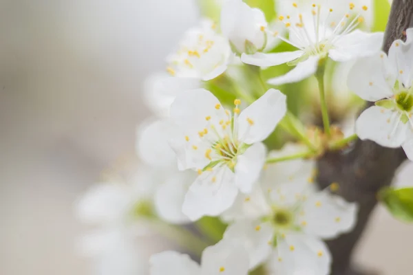 Pommiers en fleurs — Photo