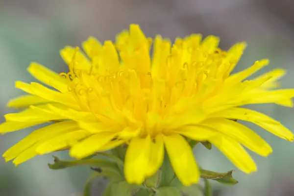 Pissenlit jaune photographié en gros plan . — Photo