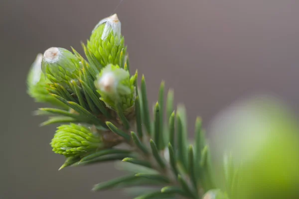 The young spruce buds swelled — Stock Photo, Image