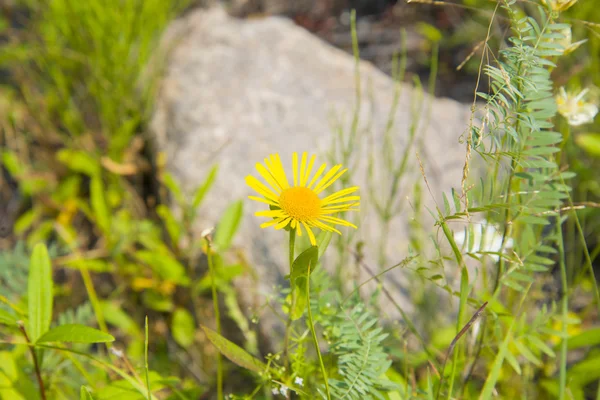 Wild Daisy veld geel. — Stockfoto