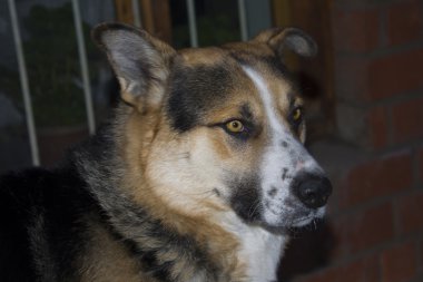 Köpek - Siberian dış yapraklar portresi