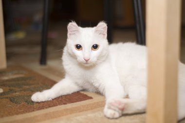 Beyaz bir kedi masanın altına yatıyor   