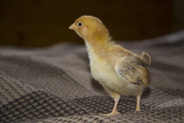 A small, downy chick walks — Stock Photo, Image