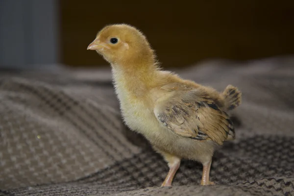 A small, downy chick walks — Stock Photo, Image