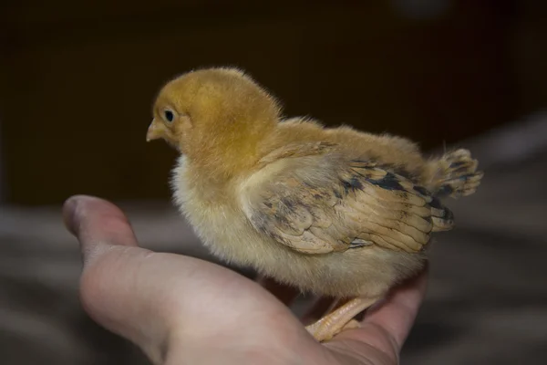 Little chick sitting on the hand