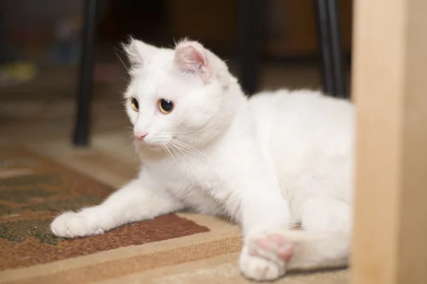 Een witte kat ligt onder de tafel — Stockfoto