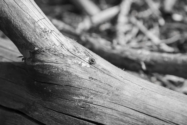 Маленький паук сидит на ветке дерева — стоковое фото