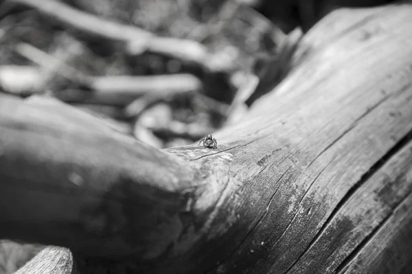 Маленький паук сидит на ветке дерева — стоковое фото