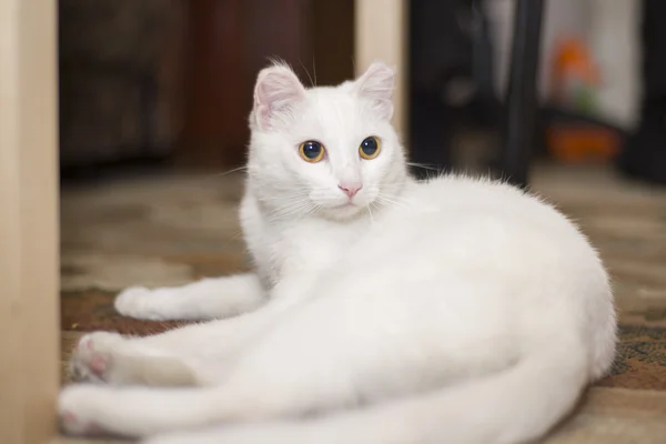 Biały kot leży pod stołem Obraz Stockowy