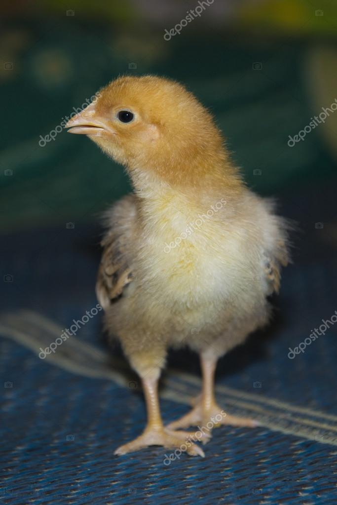 A small, downy chick walks — Stock Photo © Sanchos303 111883624