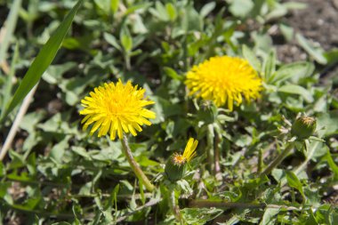 Sarı karahindiba doğadaki.