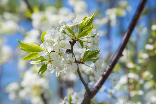 Floraison Crabapple maison. Le pommier fleurit fleurs blanches . — Photo