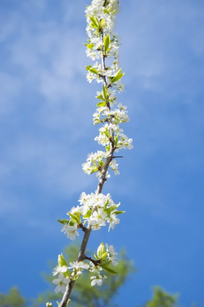 Blommande Crabapple hem. Äppelträdet blommar vita blommor. — Stockfoto