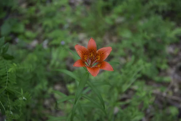 Seltene sibirische Blume wilde Lilie Nahaufnahme. — Stockfoto