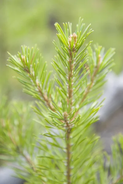 Pinheiro verde ramo closeup . Imagem De Stock