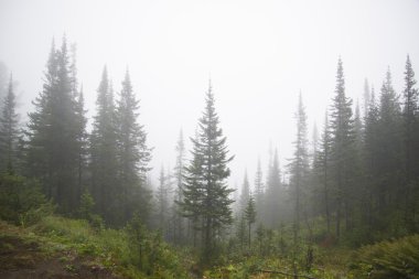 Sabah sis Kuzey Amerika'nın dağlarında
