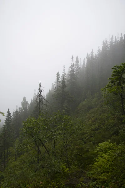 Ranna mgła w górach Ameryki Północnej — Zdjęcie stockowe