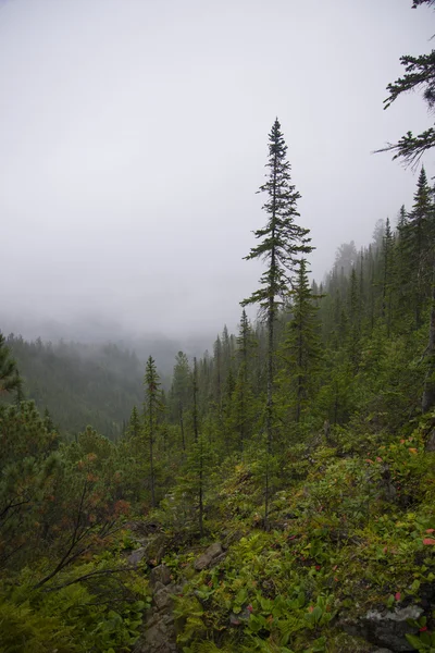 Niebla de la mañana en las montañas de América del Norte —  Fotos de Stock
