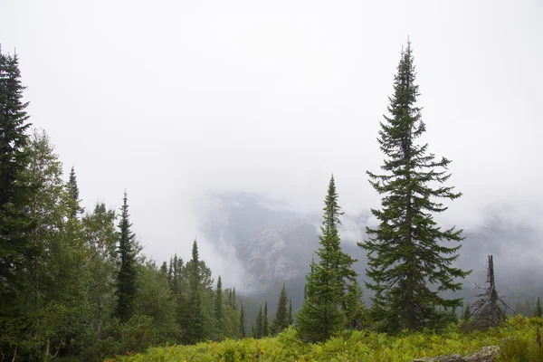 Niebla de la mañana en las montañas de América del Norte Imagen De Stock