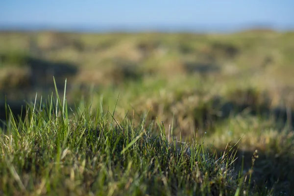 Sfondo - un'erba giovane e verde ricoperta di gocce di rugiada . — Foto Stock