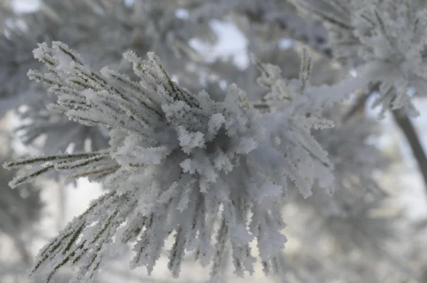 Donmuş ağaç - sedir dondurulmuş — Stok fotoğraf
