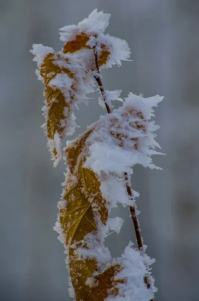 Die gefrorenen Blätter — Stockfoto