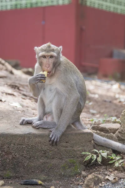 Singe mangeant une banane. Rhesus macaque, Thaïlande . — Photo