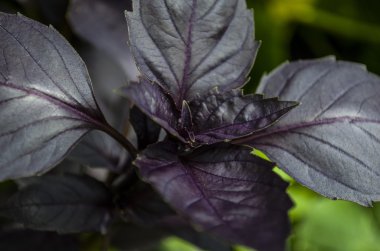 bahçede büyüyen fesleğen.