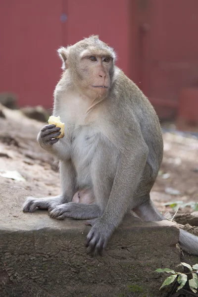 Singe mangeant une banane. Rhesus macaque, Thaïlande . — Photo